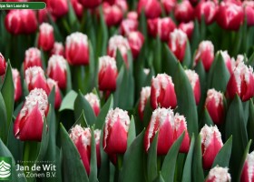 Tulipa San Leandro ® (2)